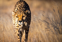 Beautiful Cheetah Looking For A Prey In The African Savanna