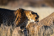 Couple Of Beautiful Cheetah Looking For A Prey In The African Savanna