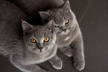Closeup Cute Blue Cats On Grey Floor

