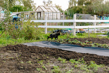 Stray Cat In Allotment Gardens