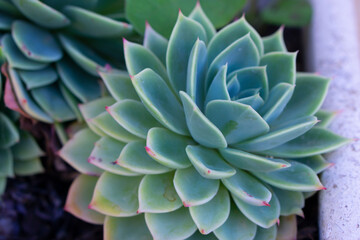 Canvas Print - The vivid colours of the fleshy leaves of Echeveria Pulidonis. Plant fleshy Echeveria lilacina close-up with selective focus.