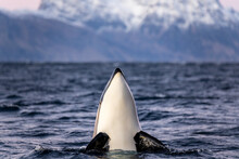 An Orca Takes The Head Out Of The Water To Observe The Surroundings
