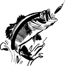 Hand-drawn Illustration Of A Bass Fish