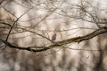 Rear View Of Small Bird Perching On Bare Branch
