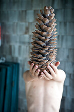 A Boy Holds A Huge Pine Cone