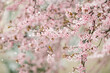 © Cavan Images - Snow falling on a spring blossom tree