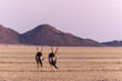 Couple of Oryx in Namib desert, Namibia