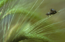 Pair Flies Breeding Grass Seed Heads Prairies Saskatchewan Canada
