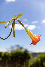 Single Angels Trumpet Flower In Nature Costa Rica 