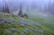 © Ron Mellott/Stocksy - Spring blooms lupine (Lupinus arcticus) and paintbrush foggy meadow