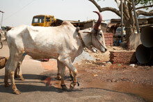 Ox Working In India