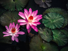 Pair Of Pink And Red Water Lilies