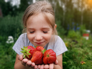 A girl with strawberries of Jolie's freego variety. The child inhales the aroma of ripe berries.