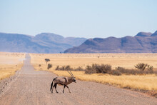 Oryx Crossing Dirt Road Between Hills On Namib Desert In Namibia