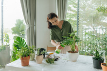 Cheerful Happy Asian Woman Planting A Small Houseplant In The Room 