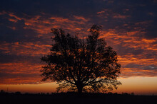 Lonely Tree At Dawn