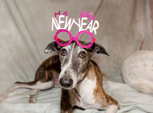 Funny Portrait Of Hound Dog With Happy New Year Party Head Accessory