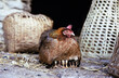 © VISUALSPECTRUM/Stocksy - Chicken Mother Protecting Young Chicks