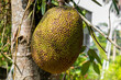 Jack fruit is hanging in trees in a tropical fruit garden in Sri Lanka
