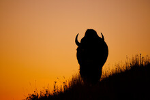 Bison At Sunrise
