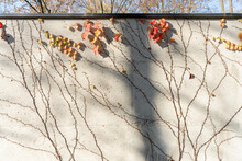 Empty White Concrete Background With Autumn Ivy Leaves And Blue Sky