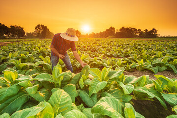 Wall Mural - Farmer working in the field of tobacco tree and using smartphone to find an infomation to take care or checking on tobacco plant after planting. Technology for agriculture Concept