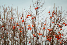 Ripe Persimmons On A Tree
