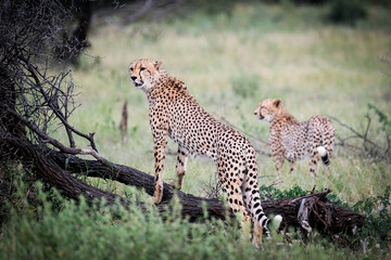 cheetah on the grass