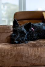Scottish Terrier Breed Dog Lying On An Armchair 