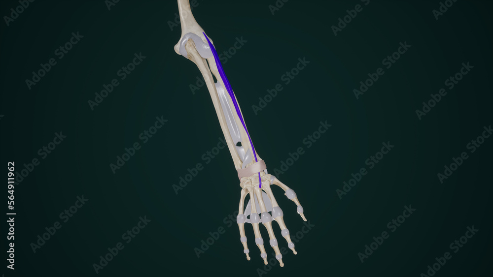 Extensor Carpi Radialis Brevis Muscle Anatomy Stock Illustration ...