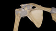 Shoulder Anatomy-Joints and Ligaments