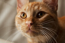 Portrait Of Red Cat