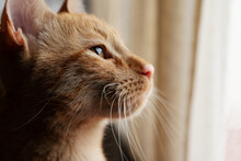 Domestic Red Cat Looking At The Window