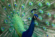 Nature Image Of Peacock Bird  In Costa Rica 