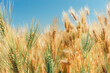 © Jeongho Byeon/Stocksy - close-up of barley in a barley field.