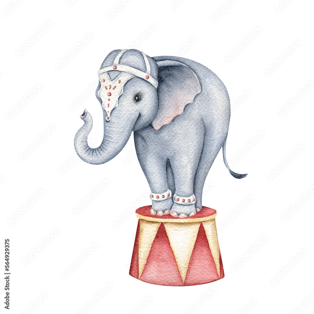 Cute circus elephant on a circus stand. Watercolor illustrations ...