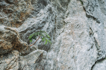 Small pine tree growing from a cliff wall.