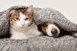 Dog and cat together under gray blanket