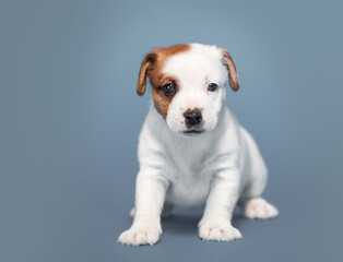 Wall Mural - Small puppy dog