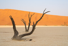Dead Trees And Dunes In Desert, Namibia, Africa.
