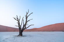 Dead Tree And Dunes With Blue Sky In Desert, Namibia, Africa.