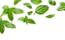 Fresh Green Organic Basil Leaves Flying Isolated On White Background. With Clipping Path. Food Levitation Concept Pattern. Ingredient, Spice For Cooking. Creative Layout With Basil
