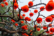 © Vuelyfe Media Creation Corporation/Stocksy - Red Asian Lanterns on tree