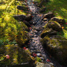 Small Creek In Autumn
