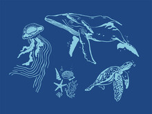 Whales Jellyfish Sea Turtle