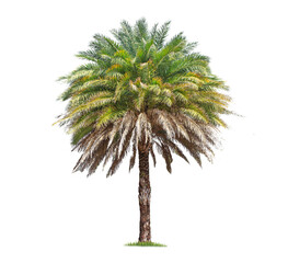 Wall Mural - isolated big palm tree on White Background.Large palm trees database Botanical garden organization elements of Asian nature in Thailand,