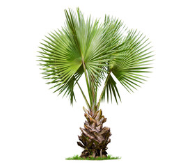 Wall Mural - isolated big palm tree on white background.large palm trees database botanical garden organization e