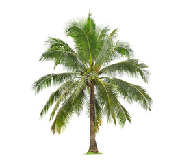 Wall Mural - isolated big coconut tree on white background.large coconut trees database botanical garden organiza
