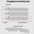 Triglyceride structure fatty acids saturated fatty acids unsaturated fatty acids vector structure