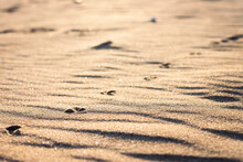 Line Of Bird Footprints In Sand At The Beach In Evening